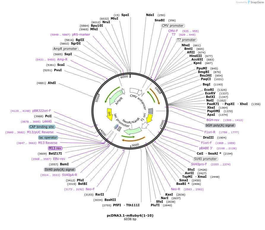 165143-plasmid-map-sequence-id-329828