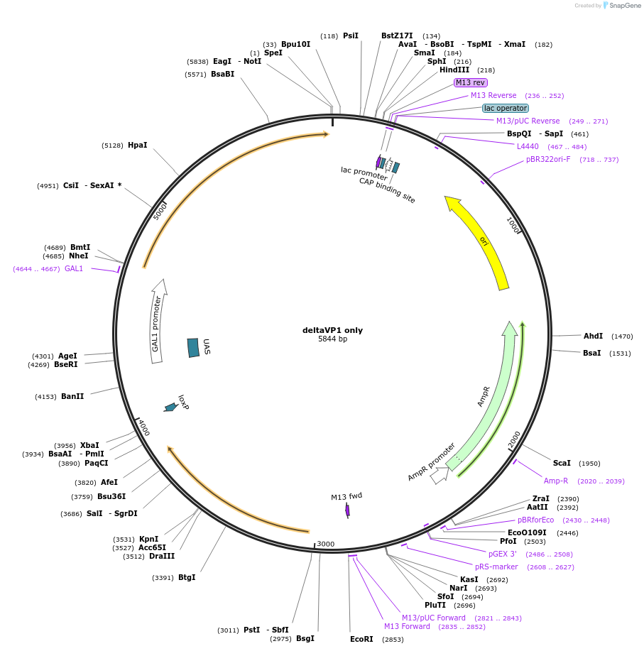 166675-plasmid-map-sequence-id-329829
