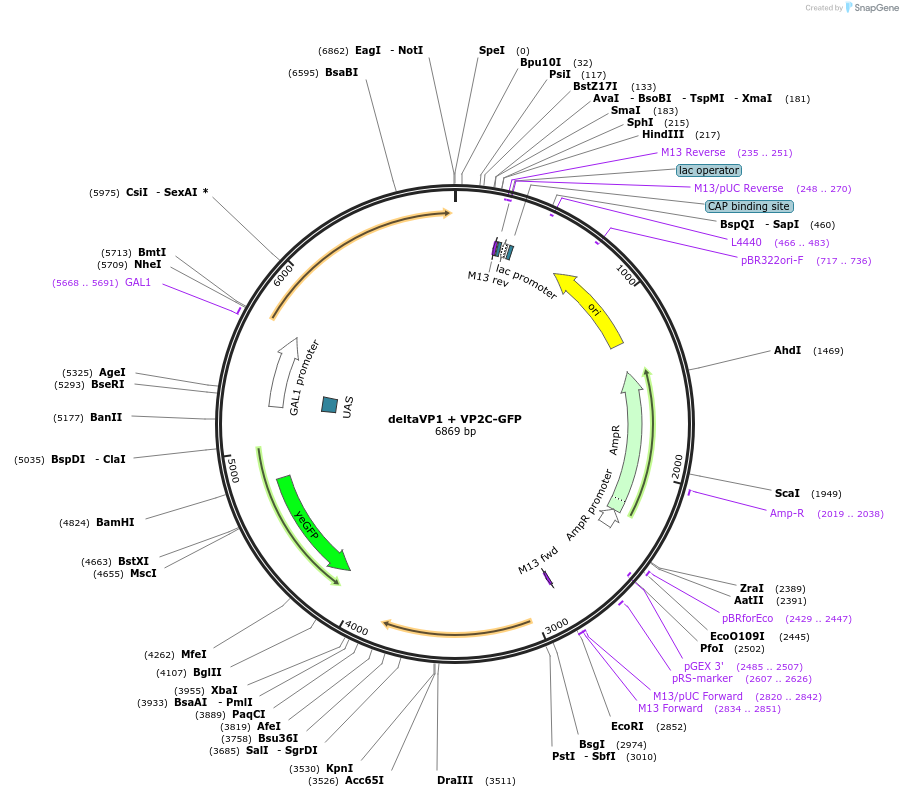 166676-plasmid-map-sequence-id-329830