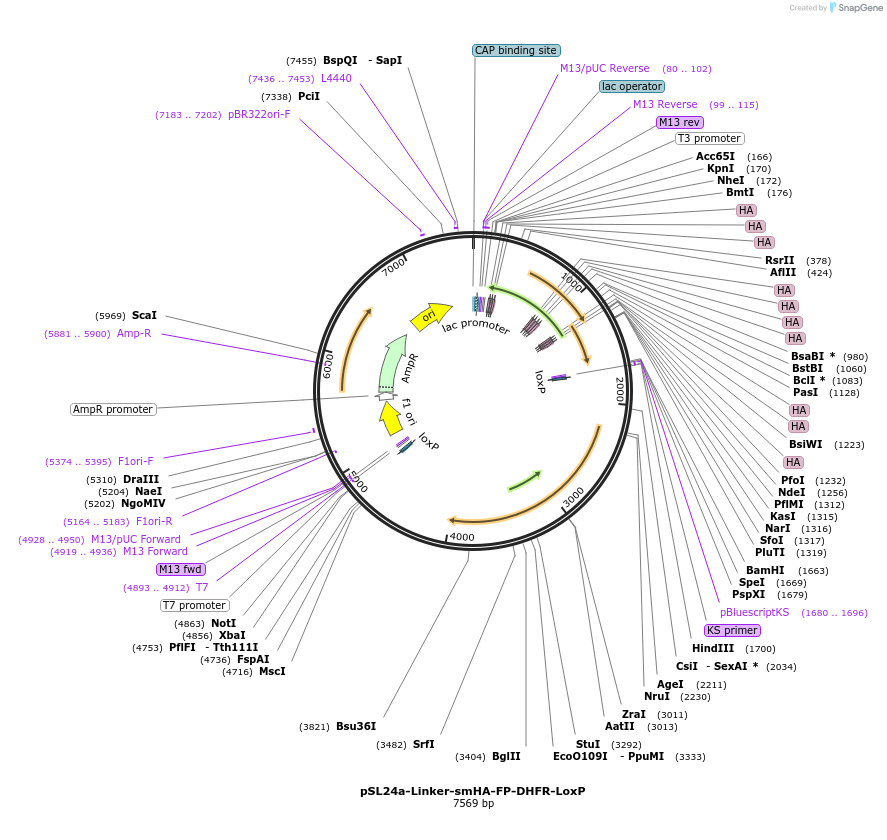 166238-plasmid-map-sequence-id-329831