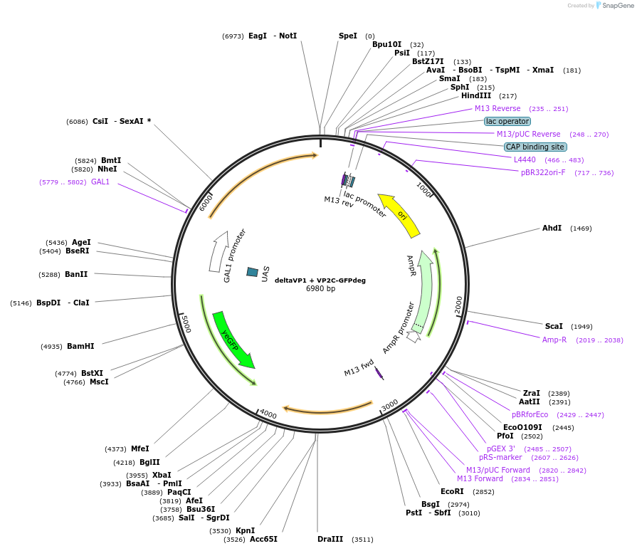 166677-plasmid-map-sequence-id-329832