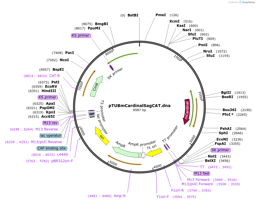 166236-plasmid-map-sequence-id-329836