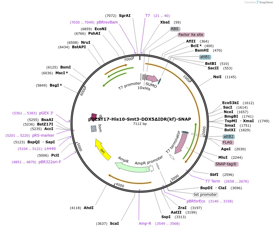 166151-plasmid-map-sequence-id-329859