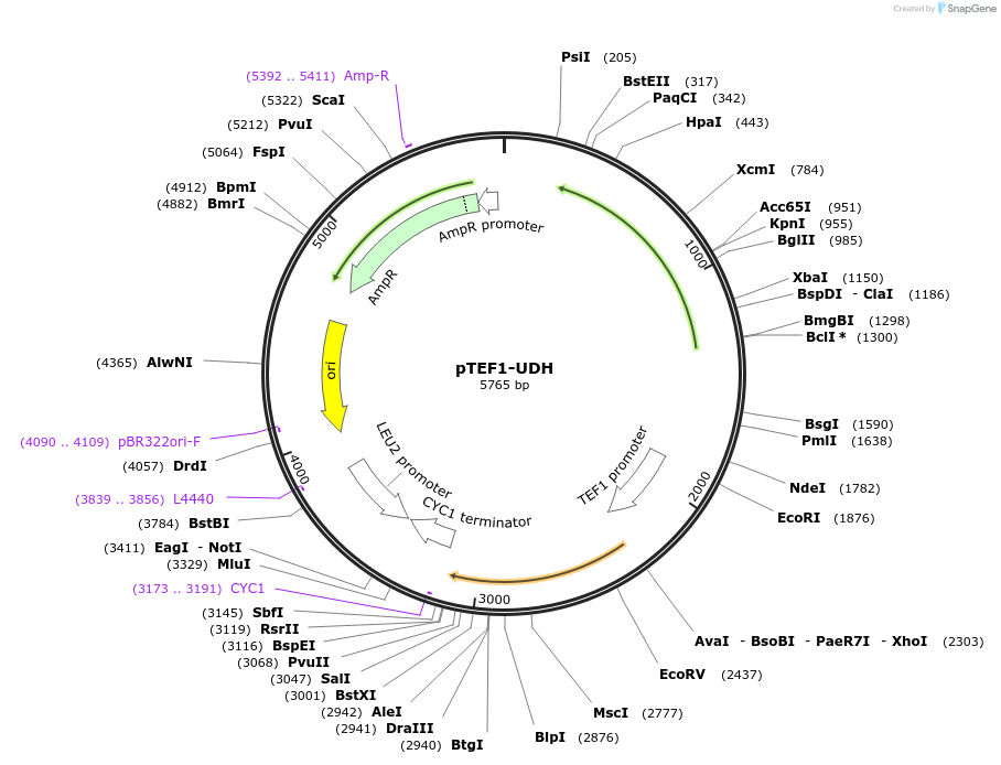 166679-plasmid-map-sequence-id-329863