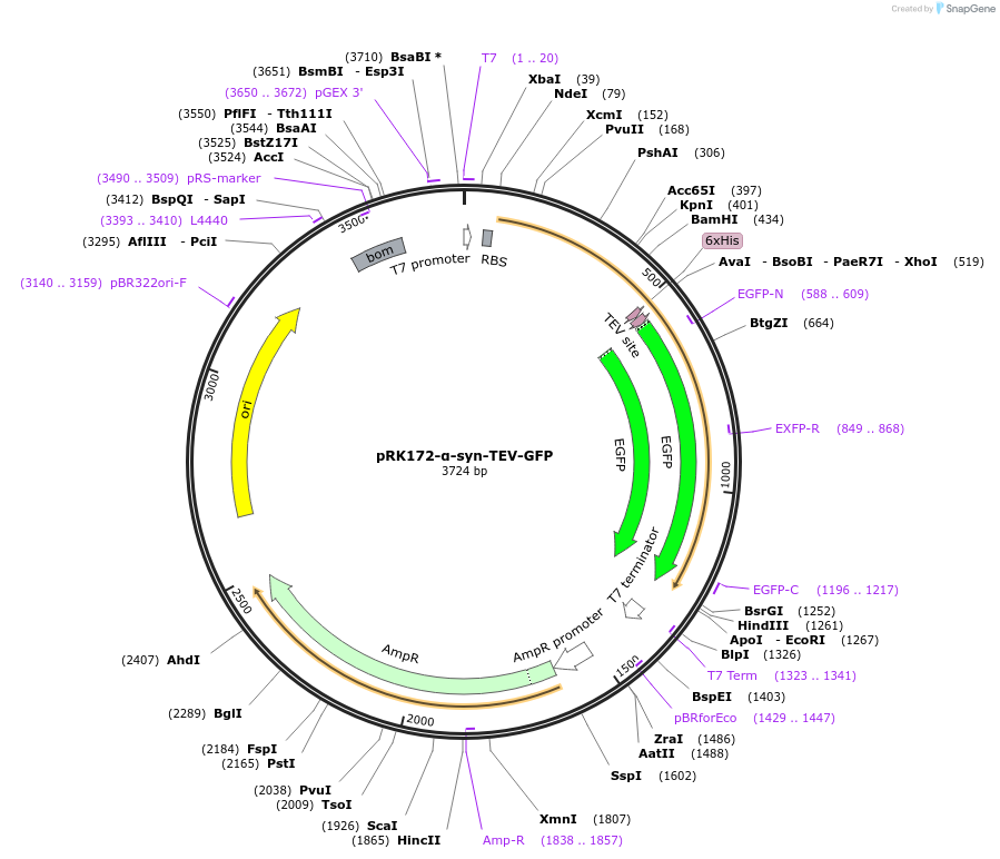166671-plasmid-map-sequence-id-329866