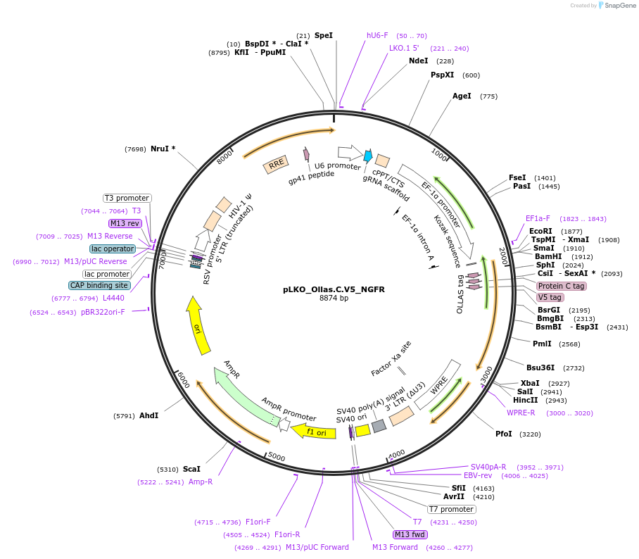 158310-plasmid-map-sequence-id-329893