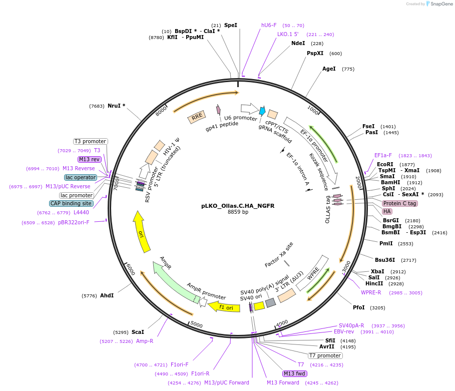 158313-plasmid-map-sequence-id-329896