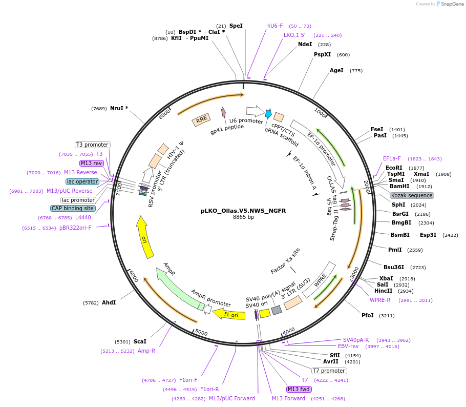 158317-plasmid-map-sequence-id-329922