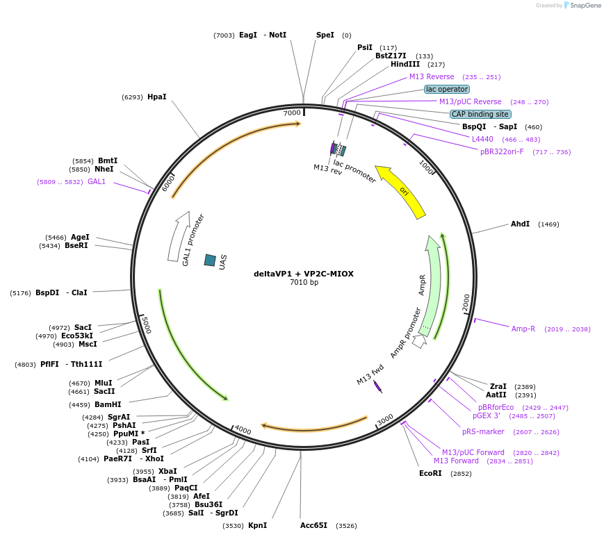 166680-plasmid-map-sequence-id-329927