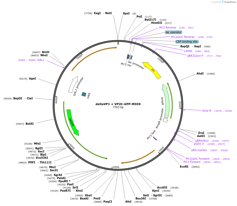 166682-plasmid-map-sequence-id-329930