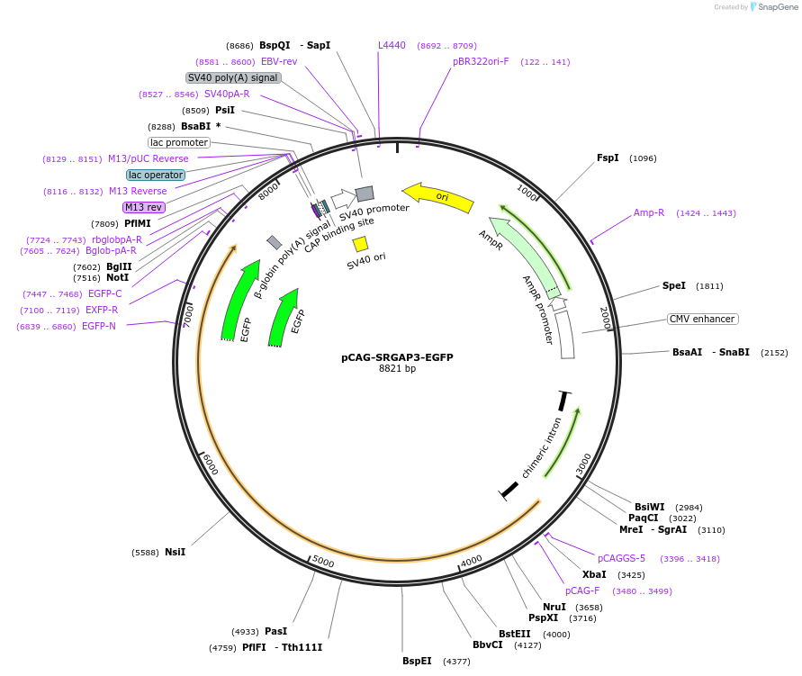 168504-plasmid-map-sequence-id-329933
