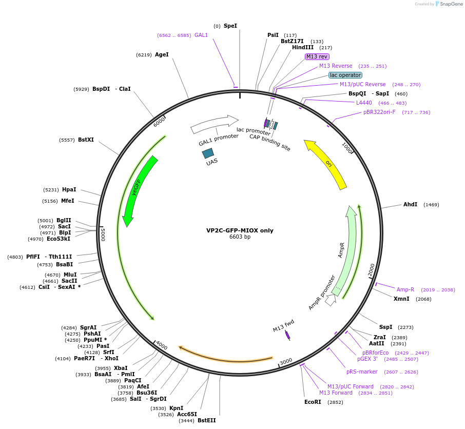 166684-plasmid-map-sequence-id-329939