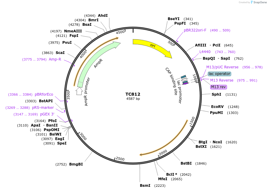 164894-plasmid-map-sequence-id-329942