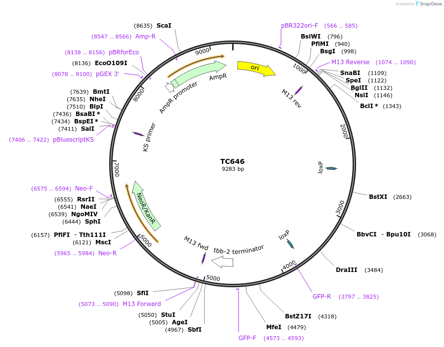 164892-plasmid-map-sequence-id-329944