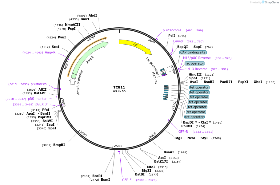 164893-plasmid-map-sequence-id-329945