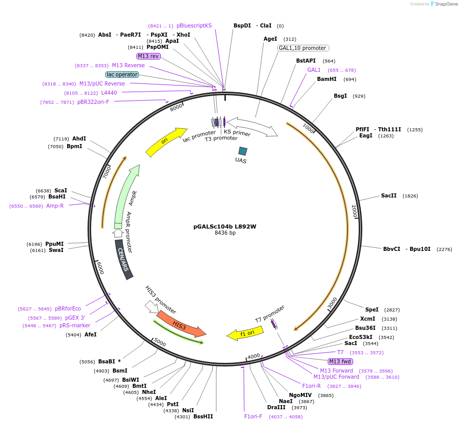 1315-plasmid-map-sequence-id-33