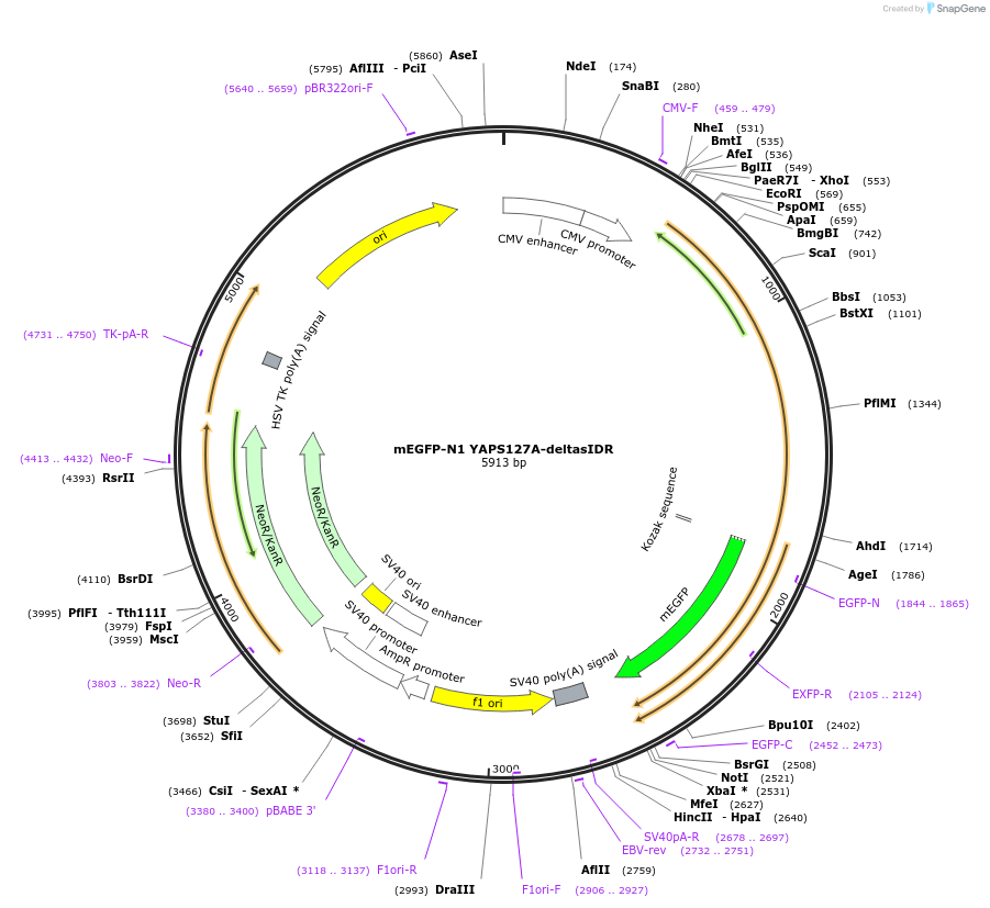 166460-plasmid-map-sequence-id-330040