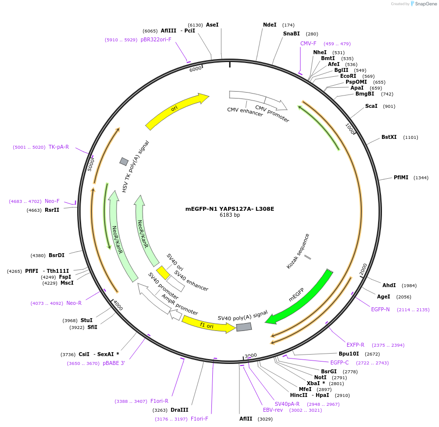 166462-plasmid-map-sequence-id-330044