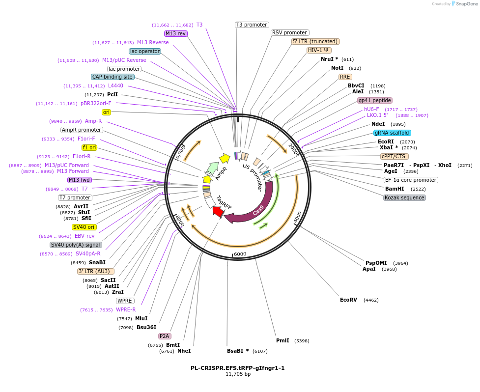 166479-plasmid-map-sequence-id-330049