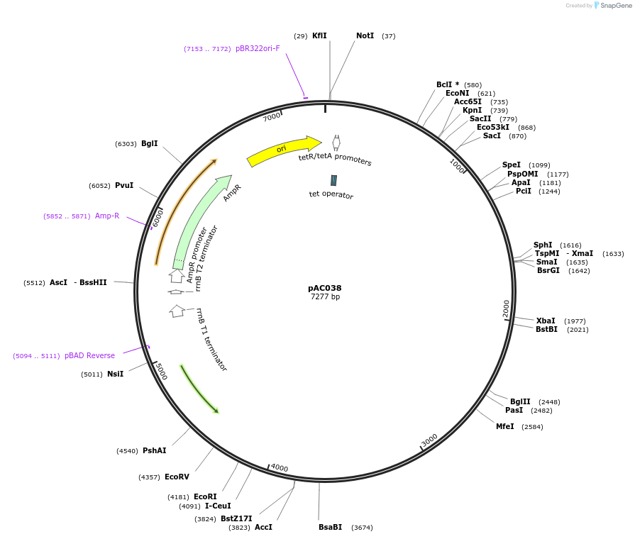 156345-plasmid-map-sequence-id-330051
