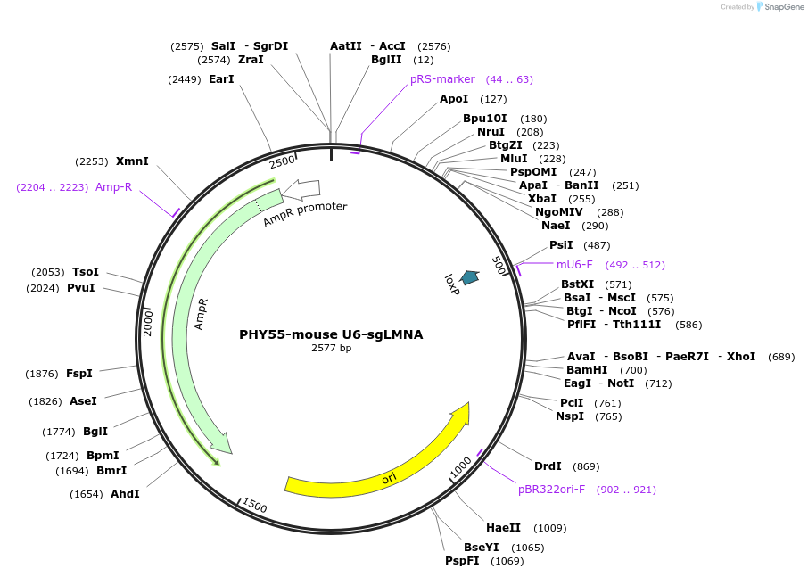 164045-plasmid-map-sequence-id-330053