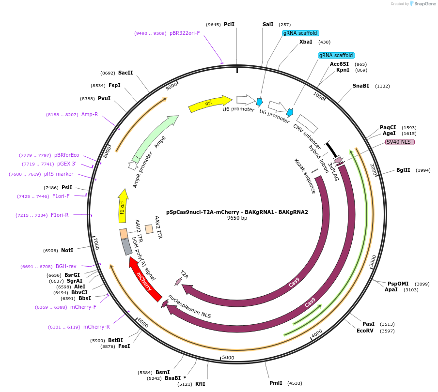 167295-plasmid-map-sequence-id-330055