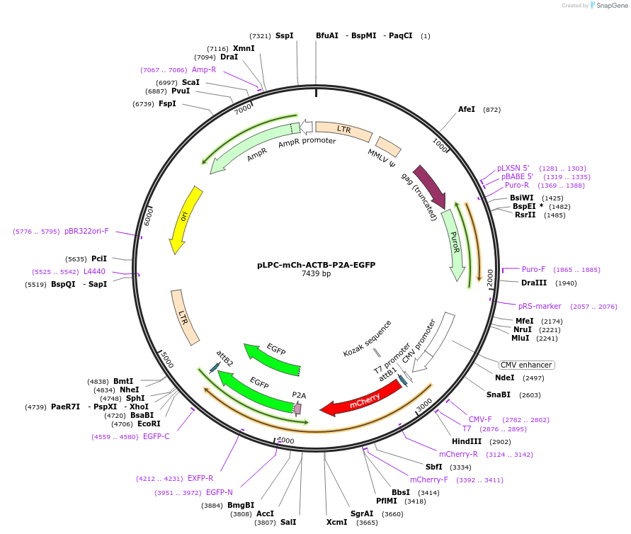 165158-plasmid-map-sequence-id-330059