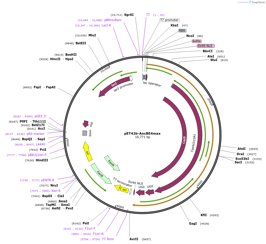 165157-plasmid-map-sequence-id-330060
