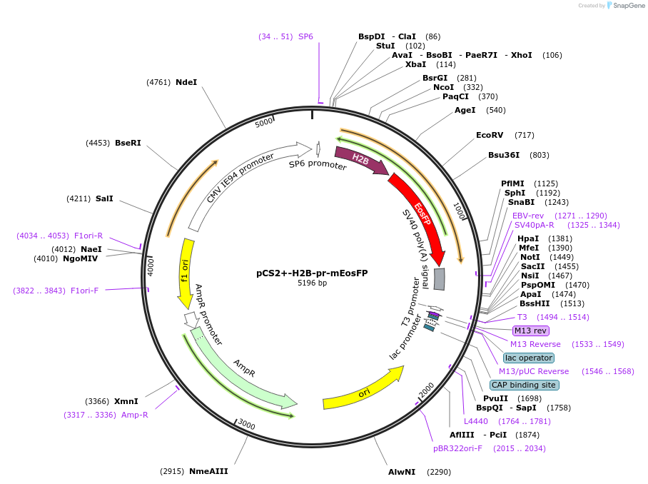 141101-plasmid-map-sequence-id-330064