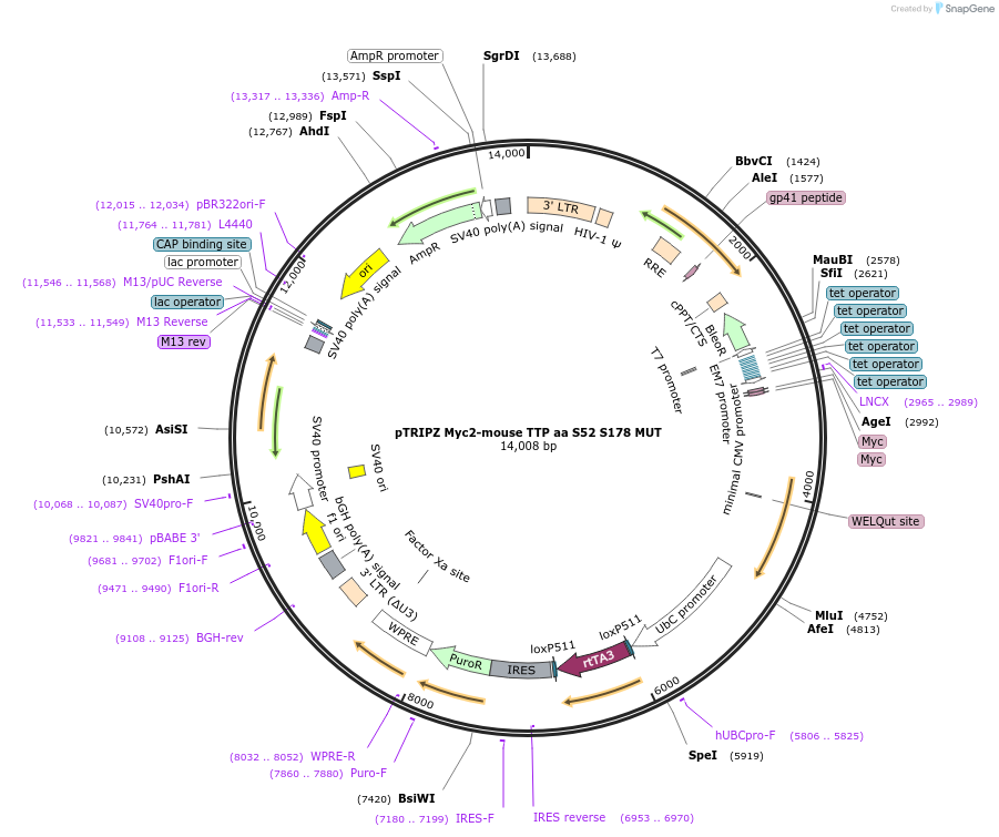 107001-plasmid-map-sequence-id-330066