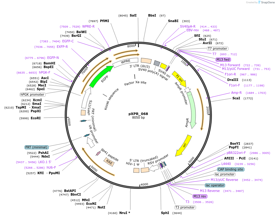 164555-plasmid-map-sequence-id-330129