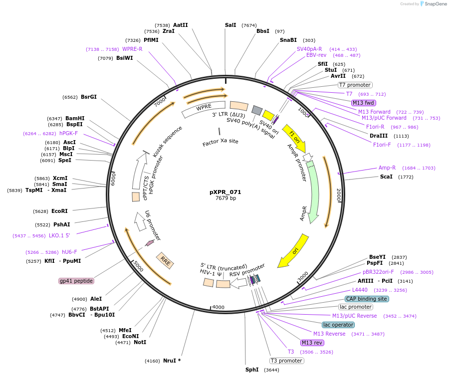 164558-plasmid-map-sequence-id-330194