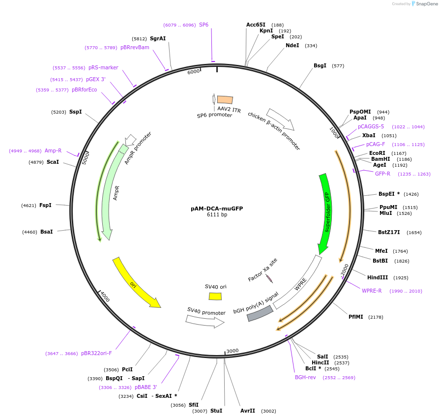 166727-plasmid-map-sequence-id-330202