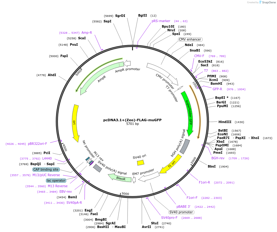 166726-plasmid-map-sequence-id-330203