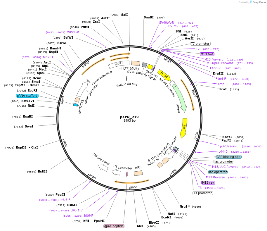 164559-plasmid-map-sequence-id-330205