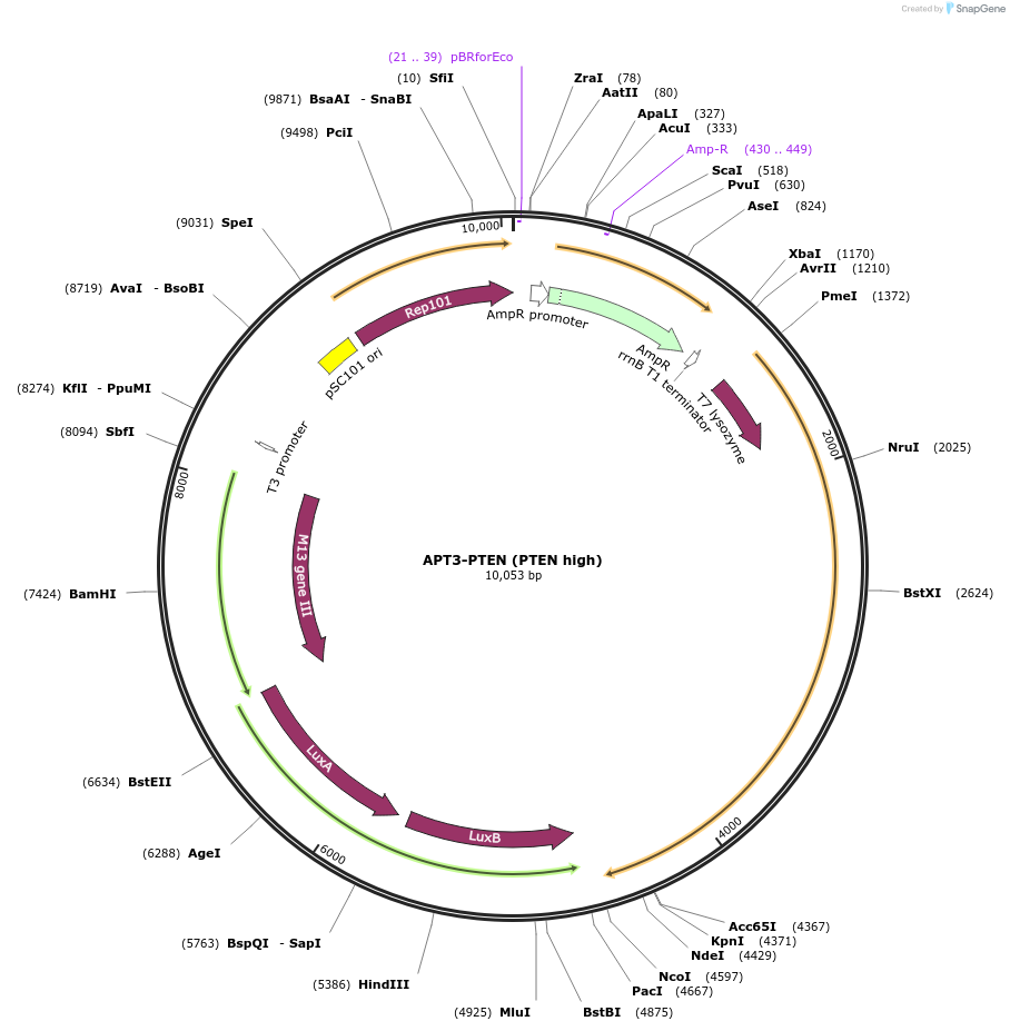 168006-plasmid-map-sequence-id-330210