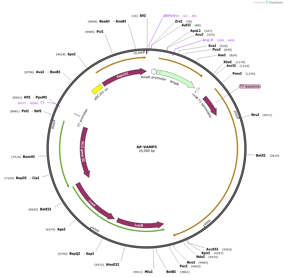 168001-plasmid-map-sequence-id-330213