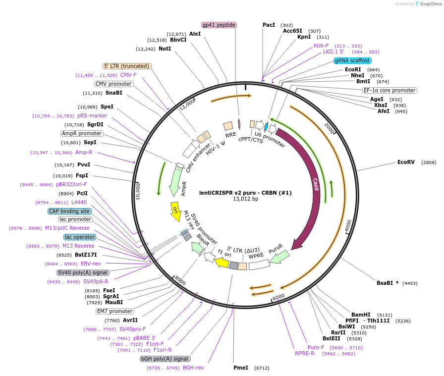 166240-plasmid-map-sequence-id-330215