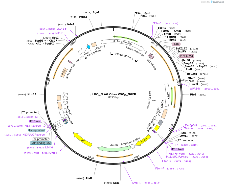 158324-plasmid-map-sequence-id-330232