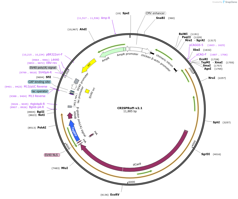 167981-plasmid-map-sequence-id-330241