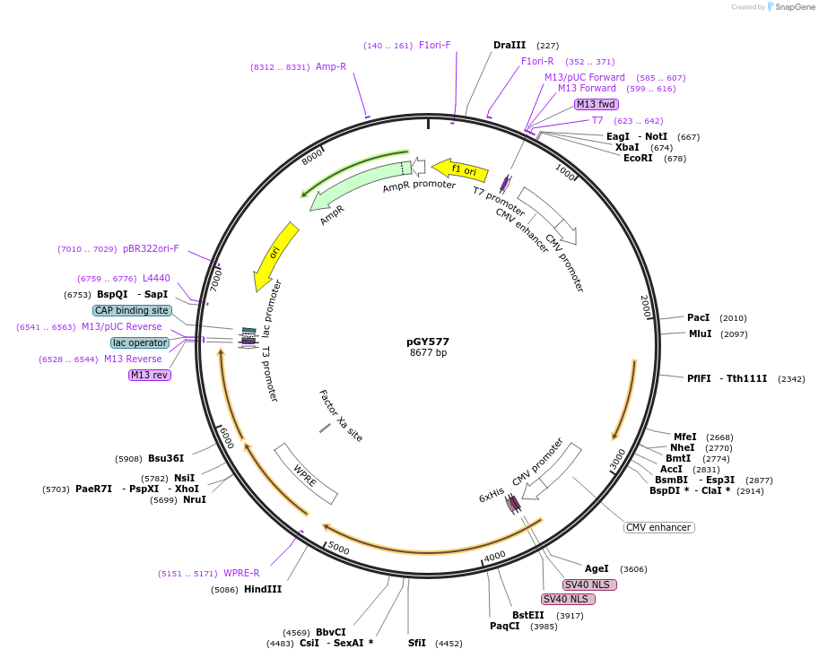 166663-plasmid-map-sequence-id-330243