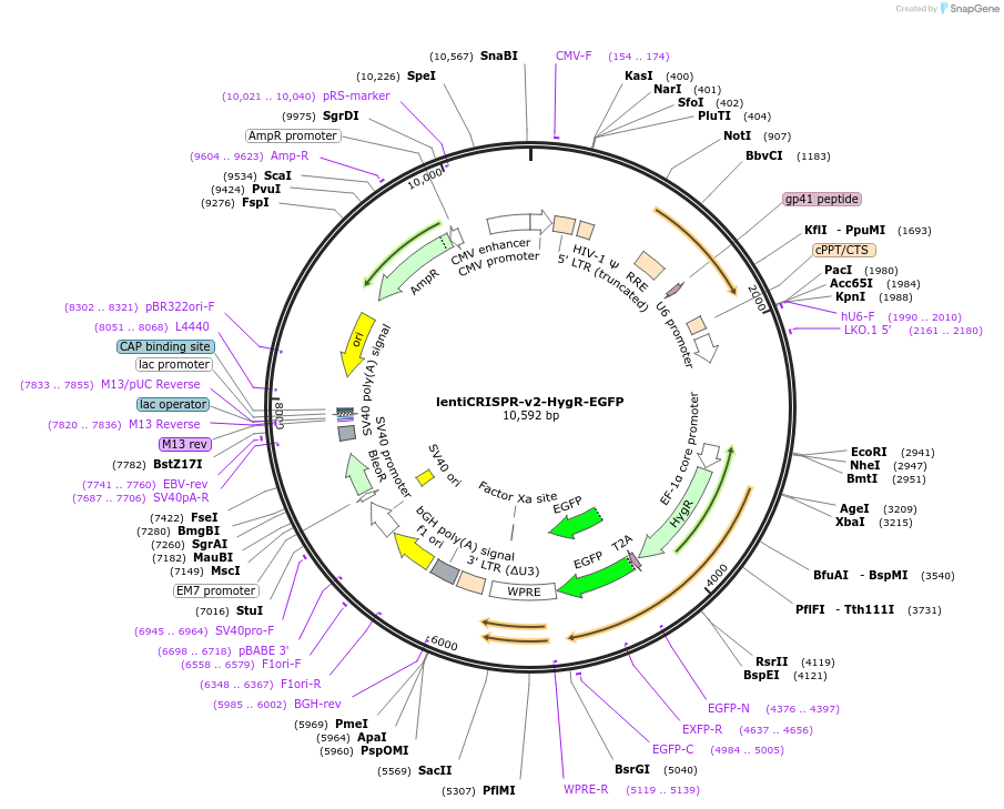 167188-plasmid-map-sequence-id-330251