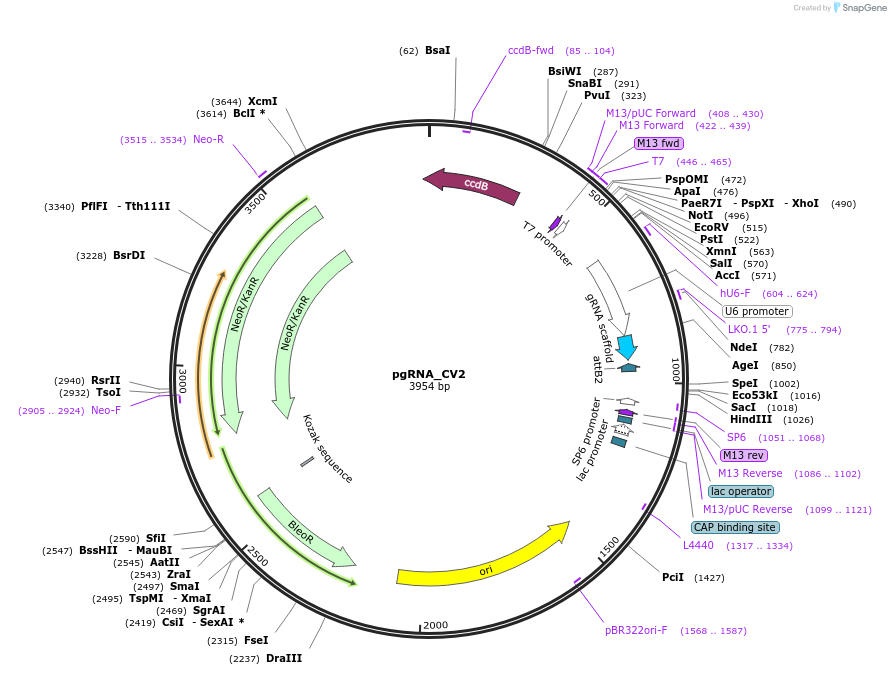 167165-plasmid-map-sequence-id-330265