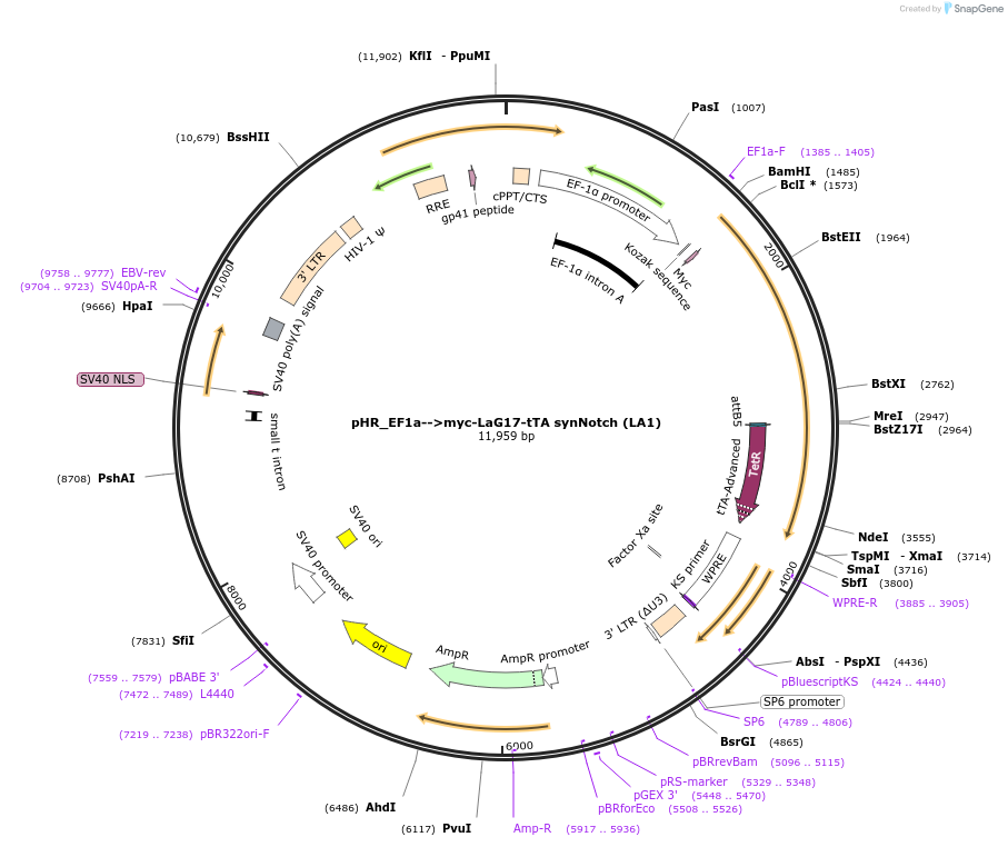 162230-plasmid-map-sequence-id-330269