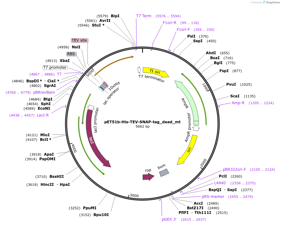 167270-plasmid-map-sequence-id-330273