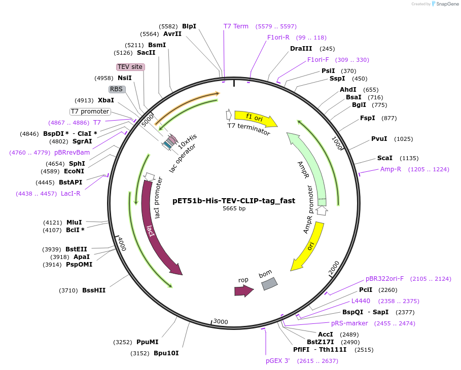 167275-plasmid-map-sequence-id-330279