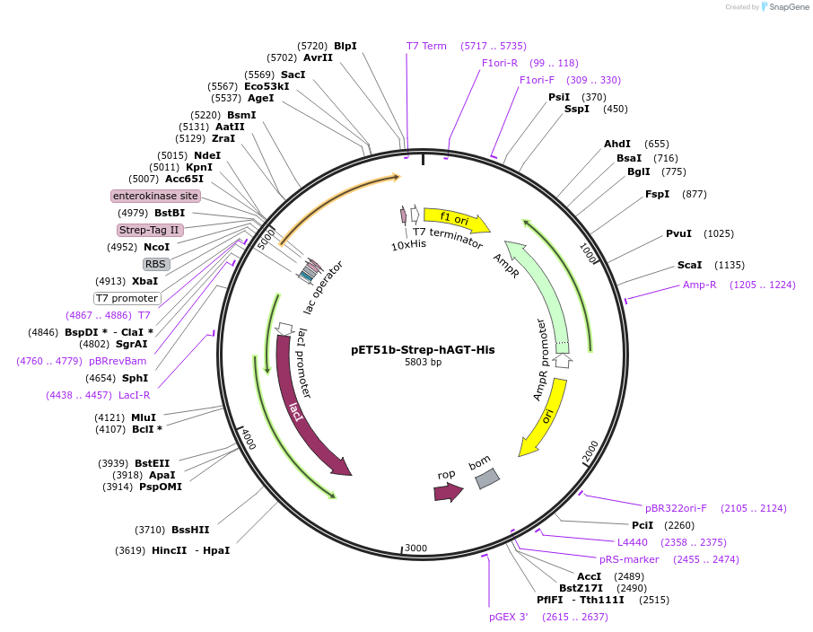 167276-plasmid-map-sequence-id-330280