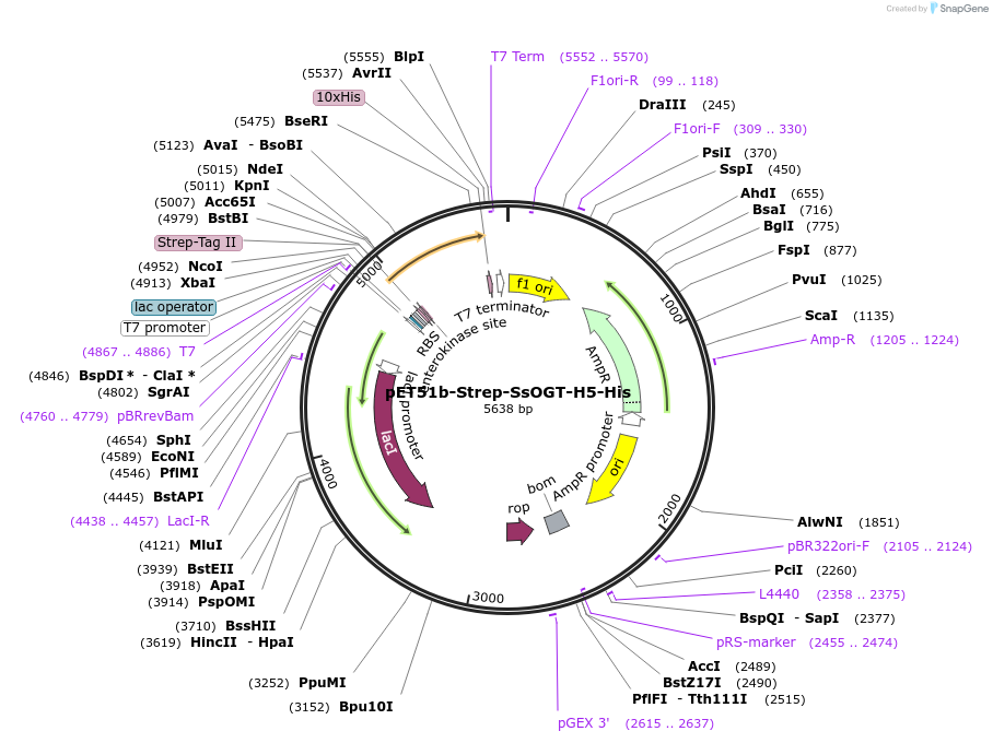 167277-plasmid-map-sequence-id-330281