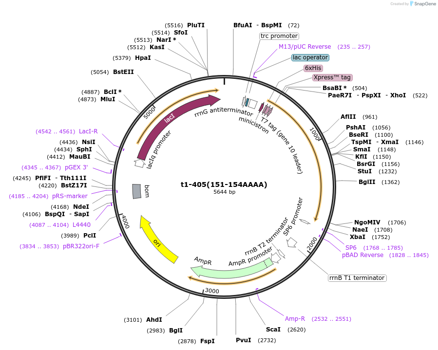 166131-plasmid-map-sequence-id-330282