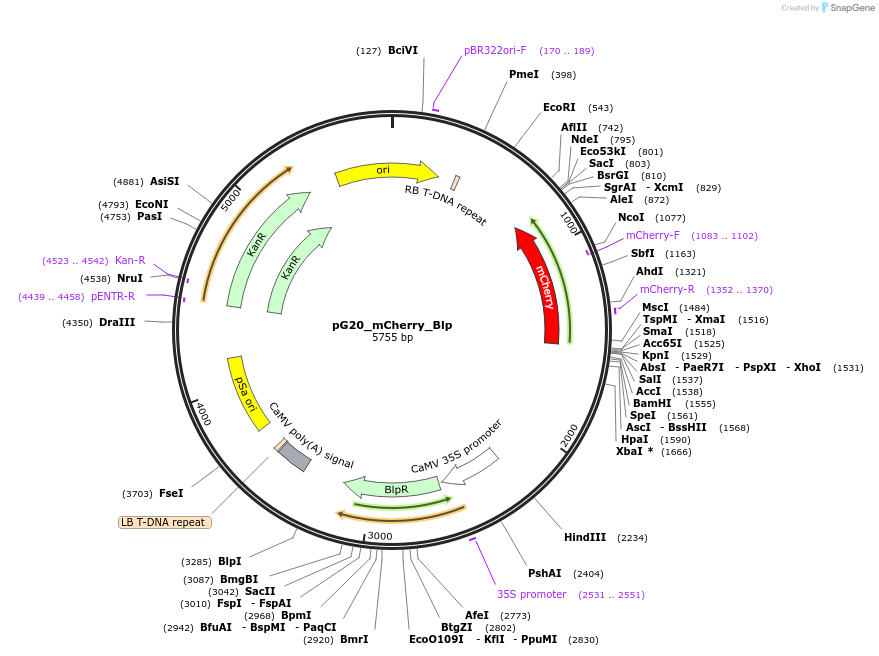 159702-plasmid-map-sequence-id-330283
